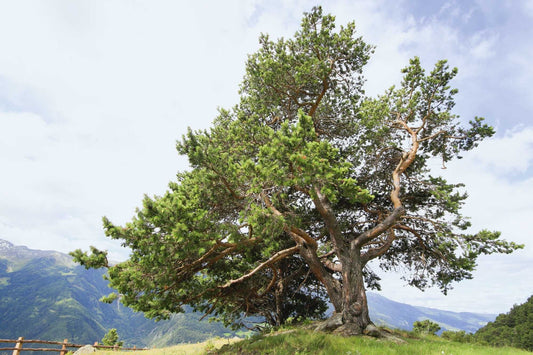 Zirbenholz – Warum unser Schmuck so besonders ist